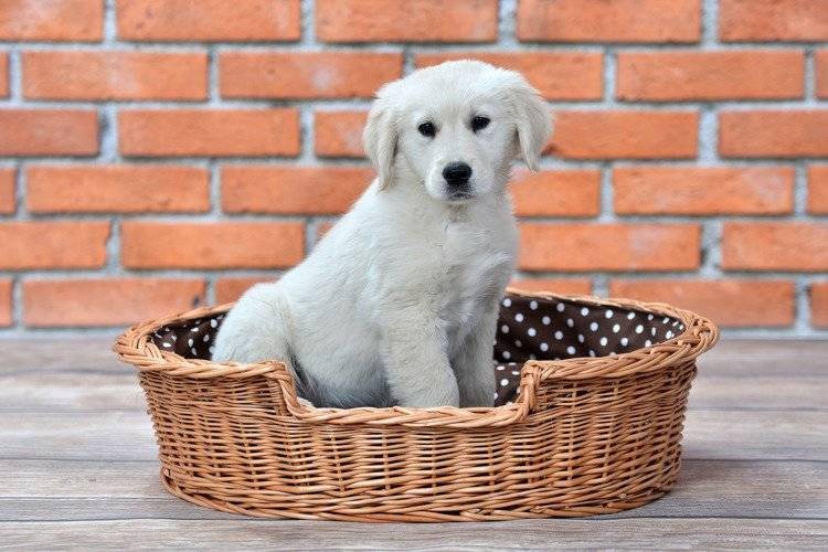 Esmira Natural Wicker Dog Bed With Polka Dot Cushion, 85x67 cm