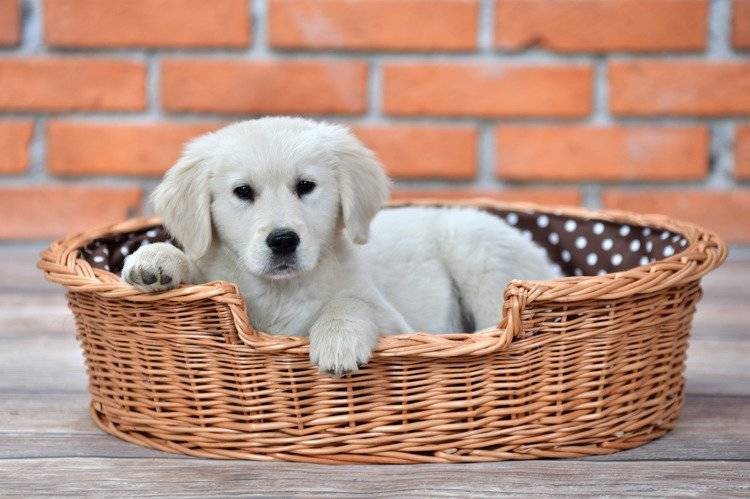 Esmira Natural Wicker Dog Bed With Polka Dot Cushion, 75x57 cm