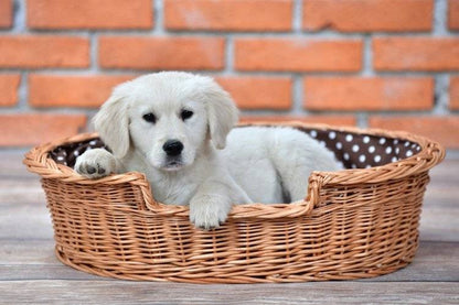Esmira Natural Wicker Dog Bed With Polka Dot Cushion, 75x57 cm